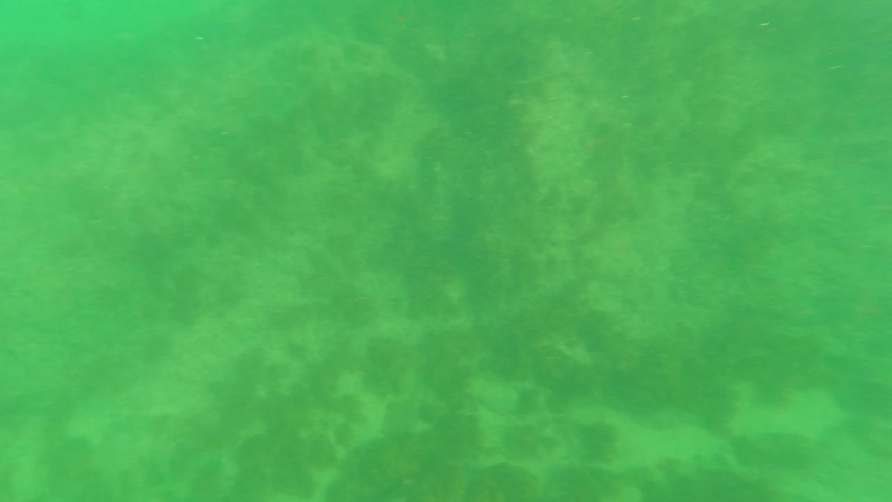 Opening frame of green underwater seabed in Los Barriles, Baja California Sur, with darker algae patches under soft murky light and no visible people.