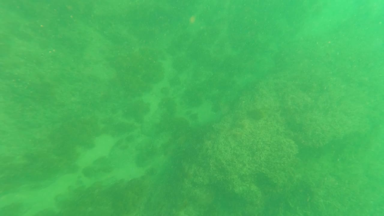 Murky green water over mottled seaweed and sand.