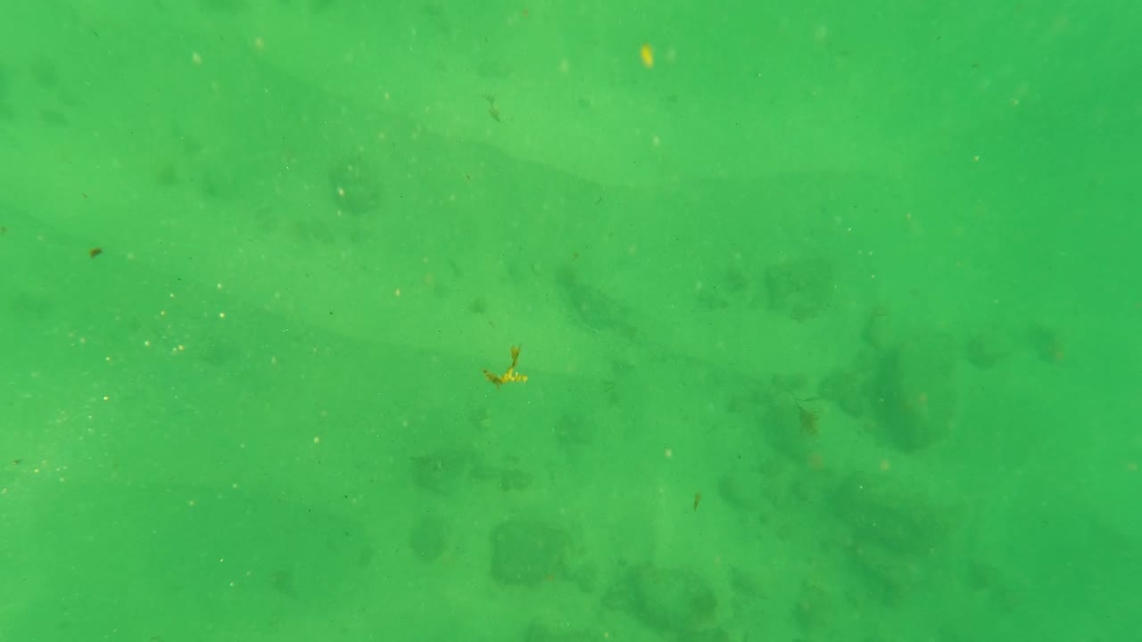 Opening frame of a green underwater sandy seabed in Los Barriles, Baja California Sur, with scattered dark rock or reef patches and no visible people.