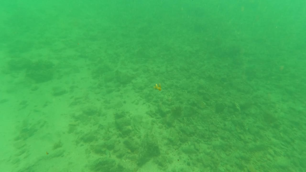 Green underwater view of sandy seabed and scattered dark vegetation