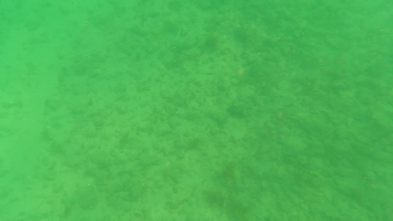 Hazy green water over a sandy ocean floor with darker plant patches.