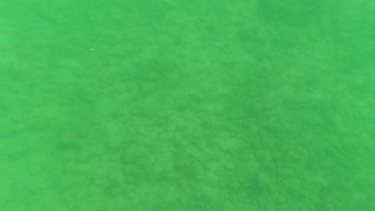 Later underwater frame with the seabed still filling the view through green water in Los Barriles, Baja California Sur, and no visible people.