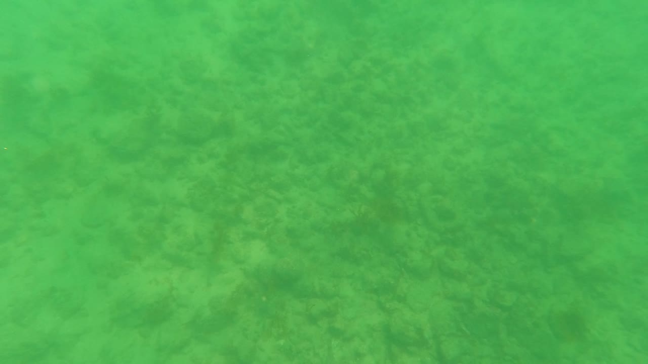 Green underwater view of sandy seabed with faint algae patches.