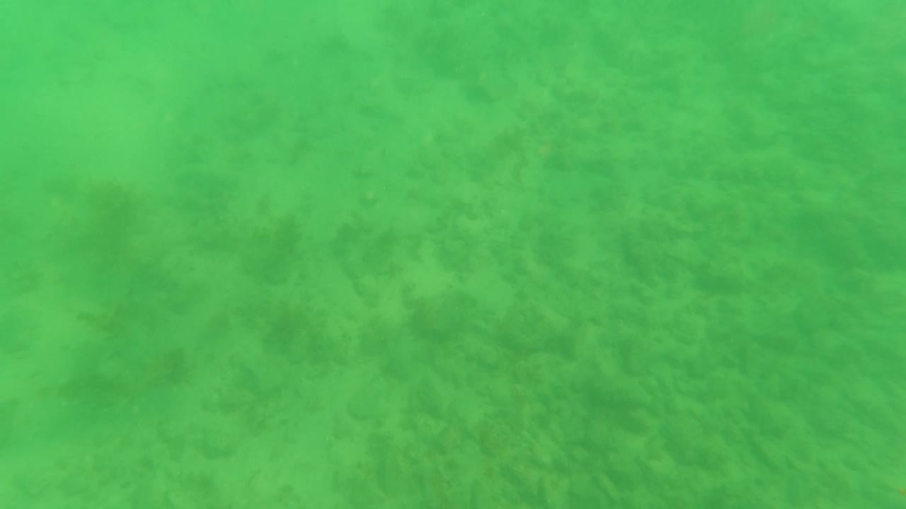 Early underwater view in Los Barriles, Baja California Sur, with the sandy ocean floor filling the frame and scattered dark algae patches visible through green water, no visible people.