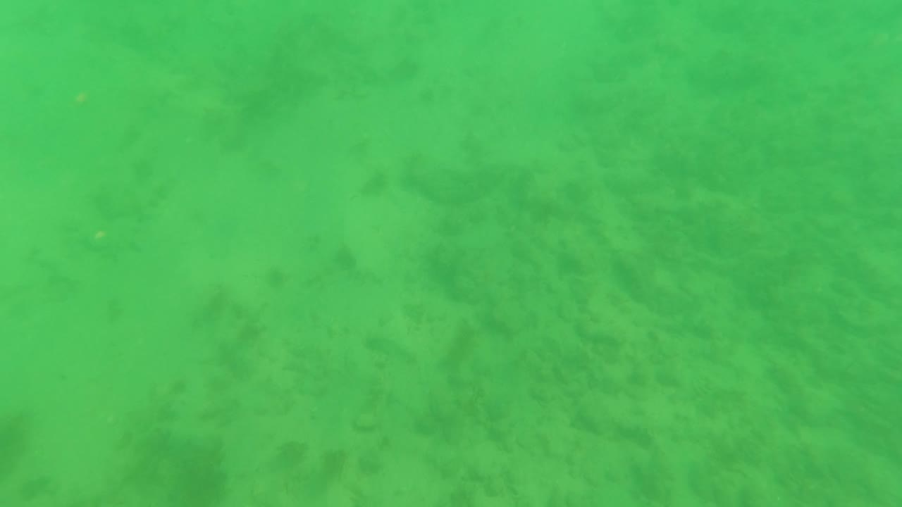 Mid-early frame from Los Barriles, Baja California Sur, showing a lightly mottled sandy bottom under green-tinted water with algae patches spread across the frame and no visible people.