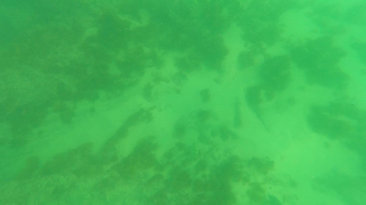Green underwater seabed with sand ripples and dark algae patches.