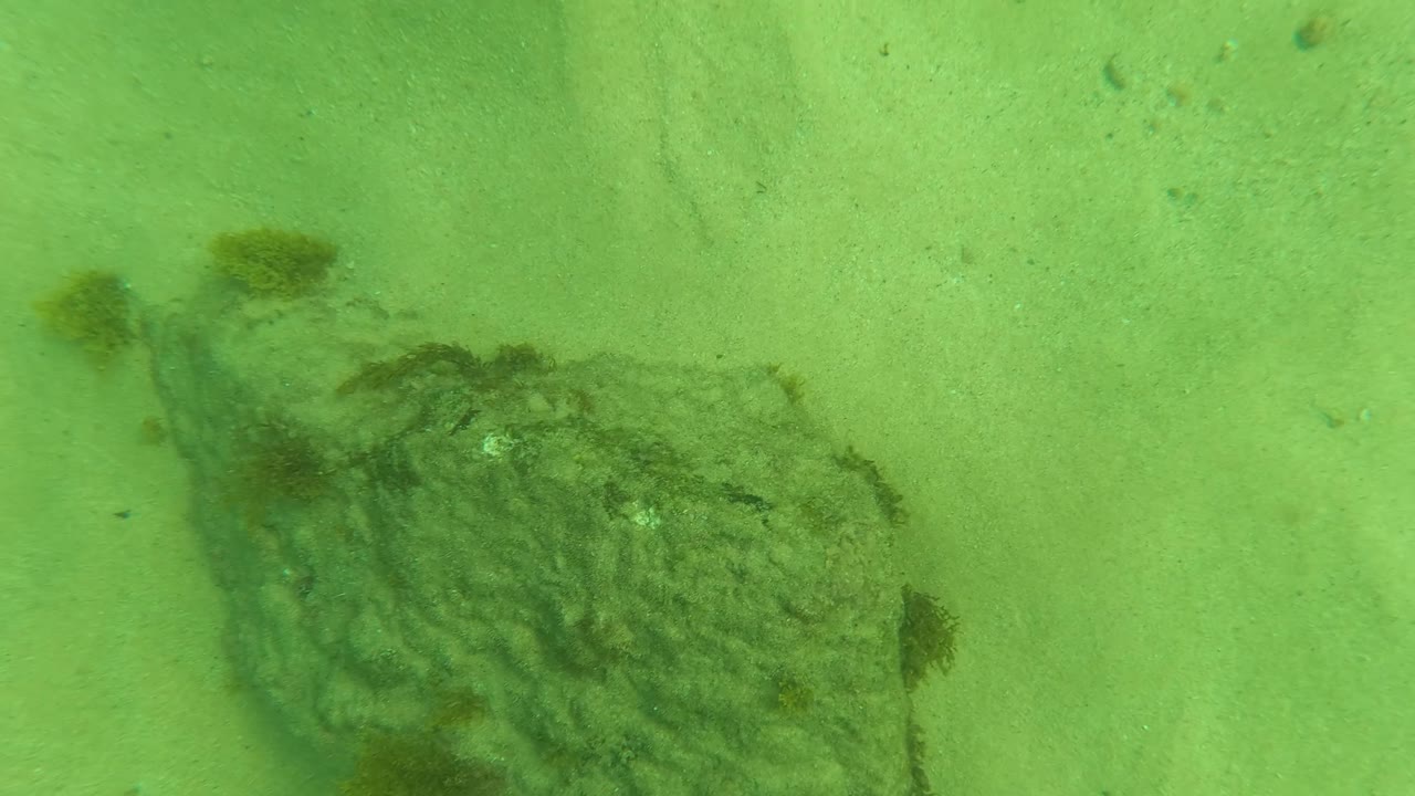 Green underwater view in Los Barriles BCS Mexico showing sandy seabed, a dark seaweed patch at left, scattered debris, and no visible people.
