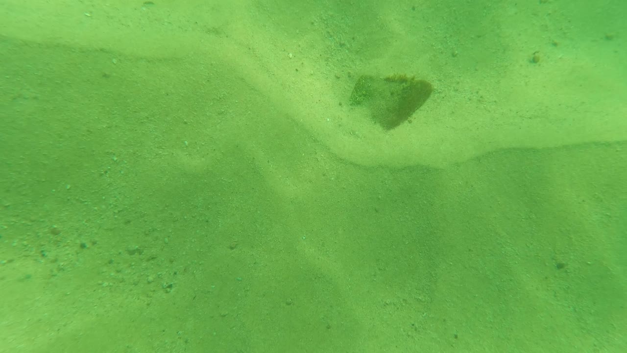 Underwater sand with seaweed fragment and rippled seabed.