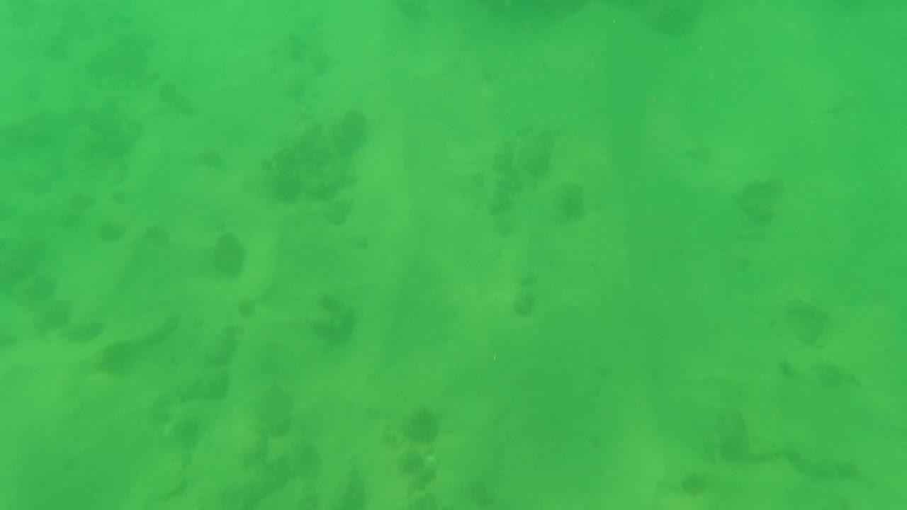 Underwater view in Los Barriles with green water, pale sand below, and faint darker vegetation patches spread across the seabed with no visible people.