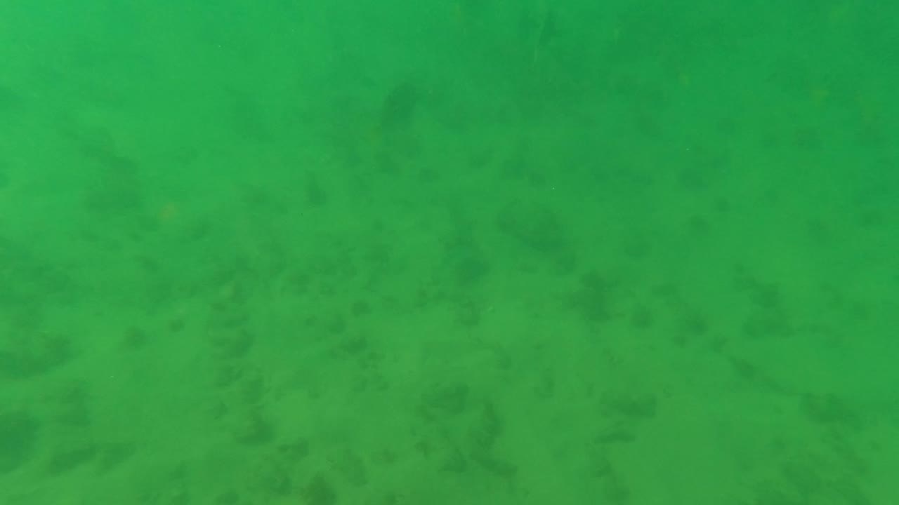 Underwater Los Barriles frame with a green cast, sandy bottom, scattered darker rocks, and no visible people.