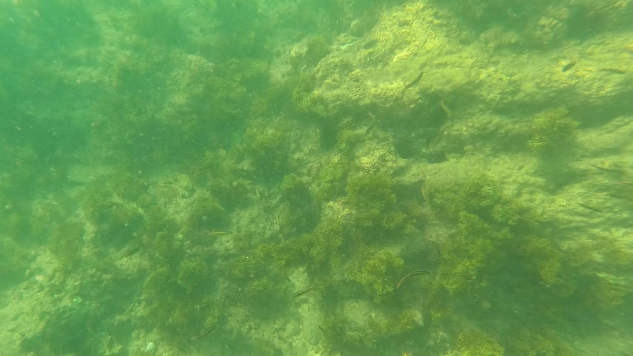 Underwater view in Los Barriles, Baja California Sur, showing algae-covered rocks through green water with no visible people.