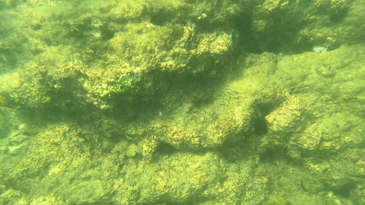 In Los Barriles, sunlit algae and shadowed rock crevices fill the underwater frame, with no visible people.