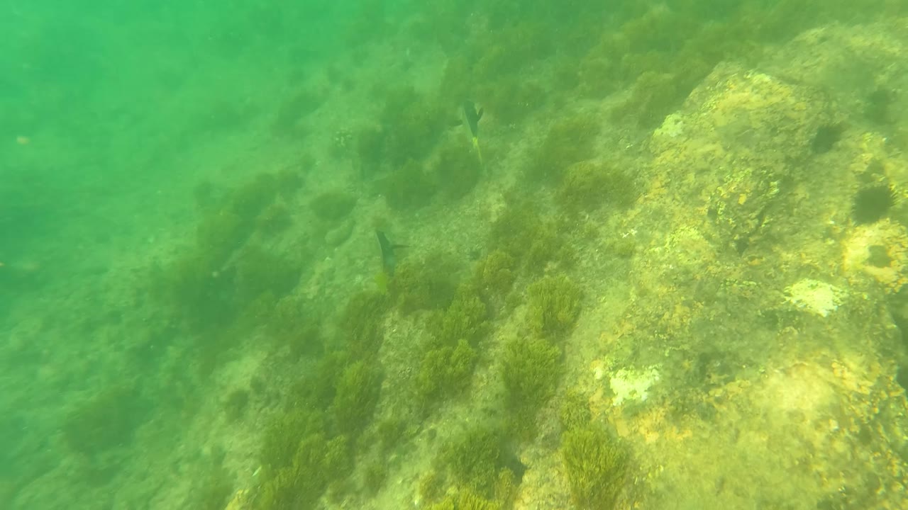 Rocky underwater seabed in Los Barriles, Baja California Sur, with green water, seaweed growth, small fish, and no visible people.
