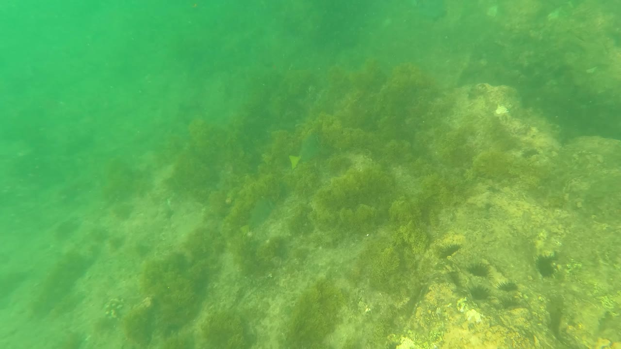 Submerged rocks and seaweed with small fish in green water