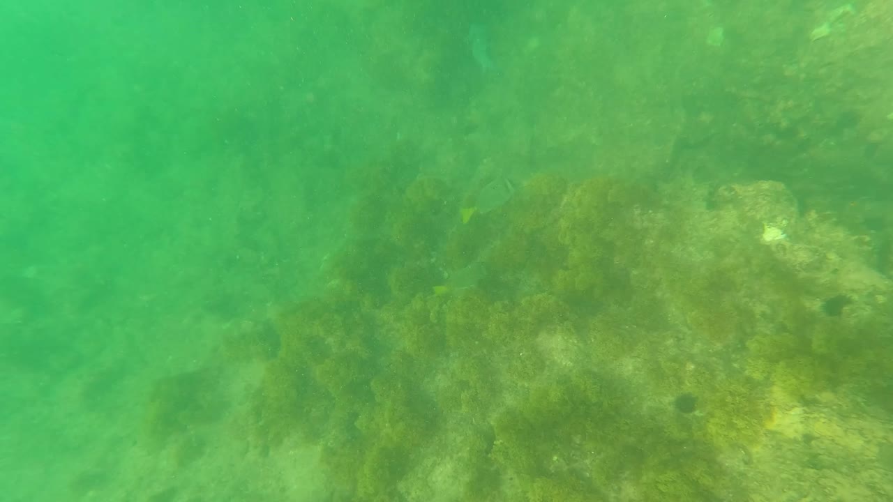 Algae-covered rocks and seaweed fill the Los Barriles underwater frame, with several small fish against green water and no visible people.