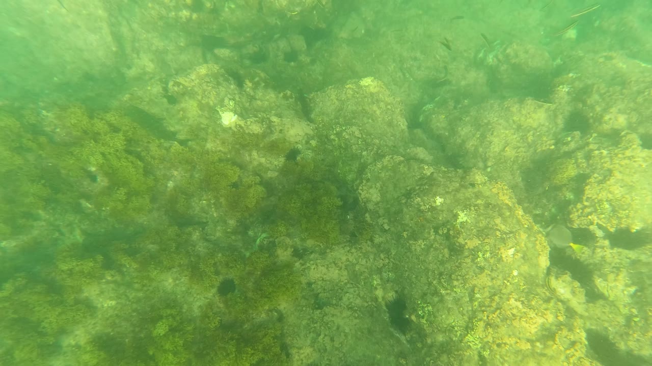 Algae-covered underwater rocks in green water.