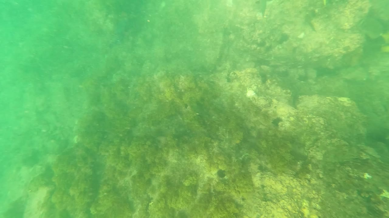 A close underwater view shows uneven rocks and algae through green-tinged water in Los Barriles, Baja California Sur, with no visible people.