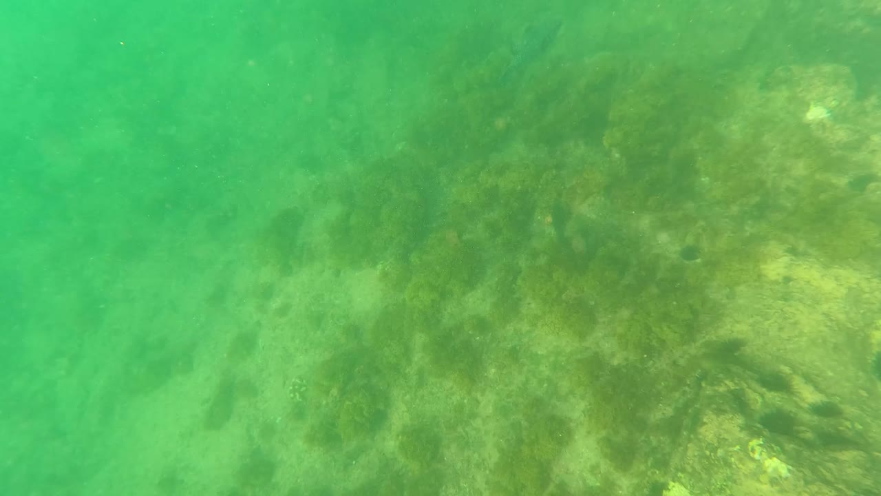 Cloudy green water passes over algae-coated rocks and pale seabed patches in Los Barriles, Baja California Sur, with no visible people.