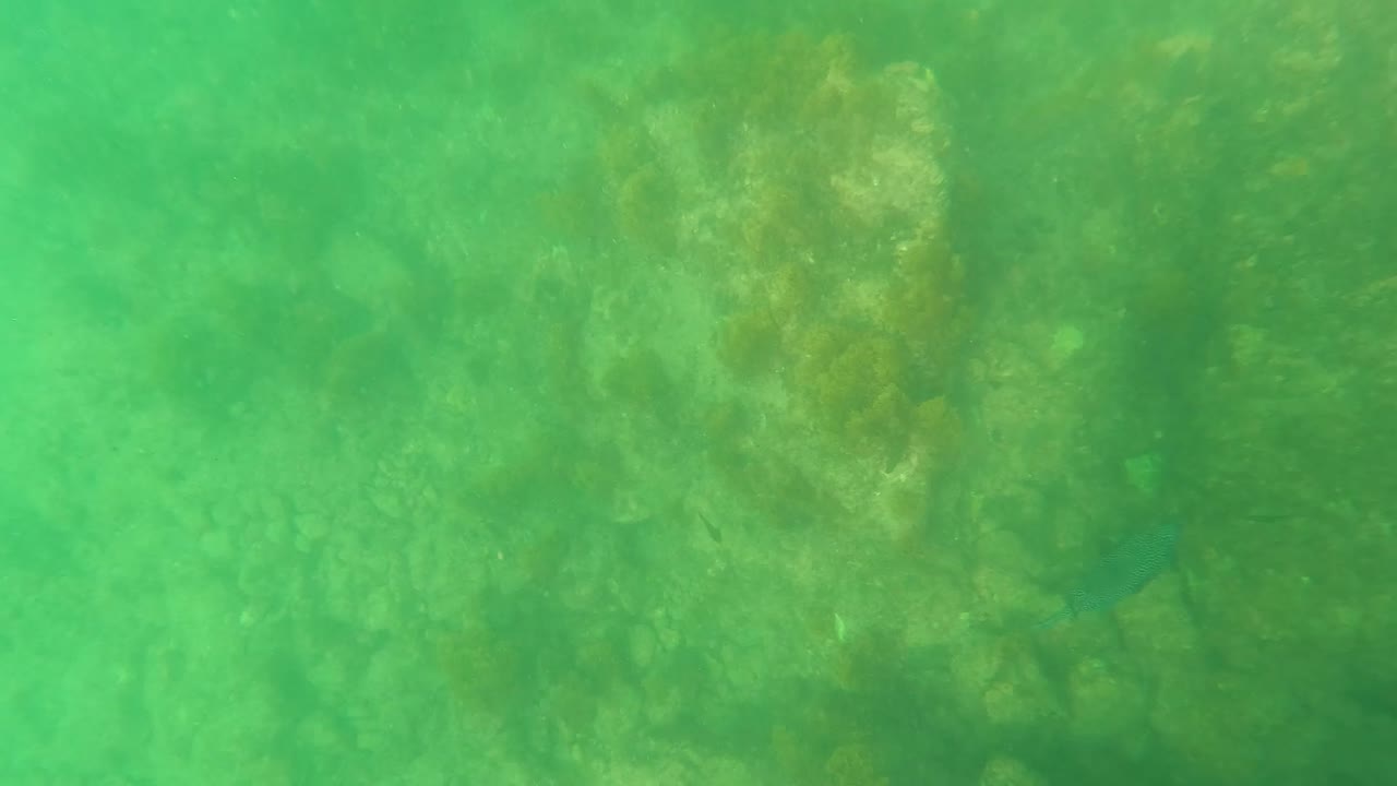 Green underwater view of an algae-covered rocky seabed in Los Barriles, Baja California Sur, with soft filtered light and no visible people.