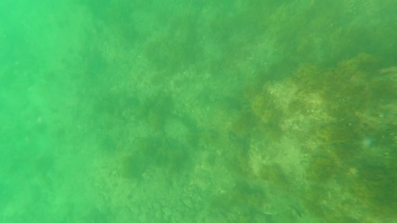Murky green water covers uneven rocks and algae on the ocean floor in Los Barriles, Baja California Sur, with no visible people.