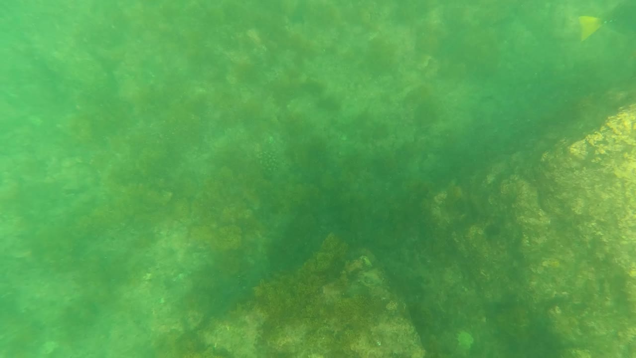 Rocky underwater seabed in Los Barriles, Baja California Sur, with faint small fish shapes against algae-covered stones and no visible people.