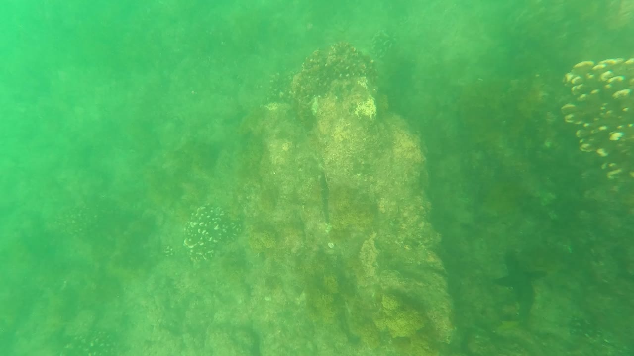 Green underwater reef with coral formations and small fish