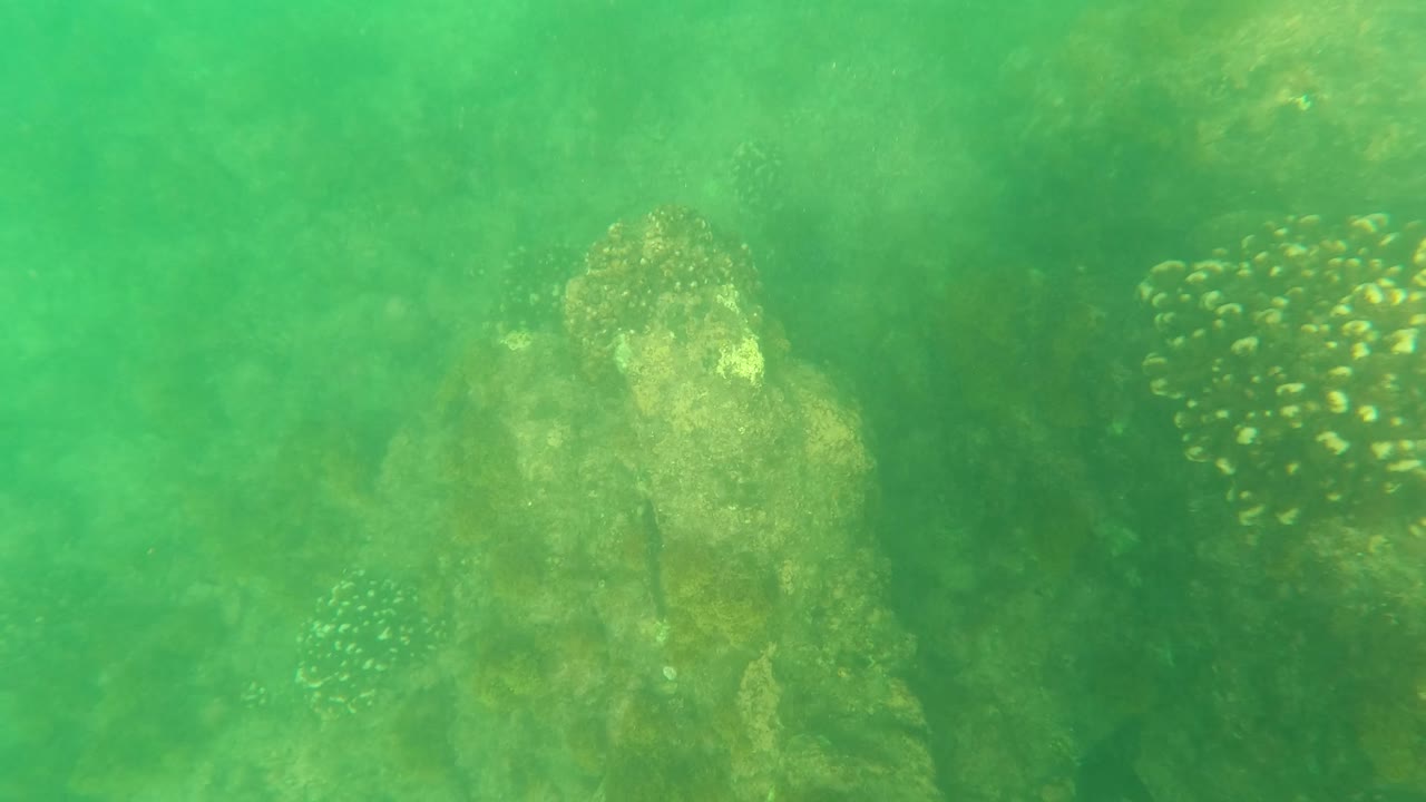 A cluster of small fish appears near the right side of the Los Barriles underwater frame, with coral and rock forms fading into green water and no visible people.