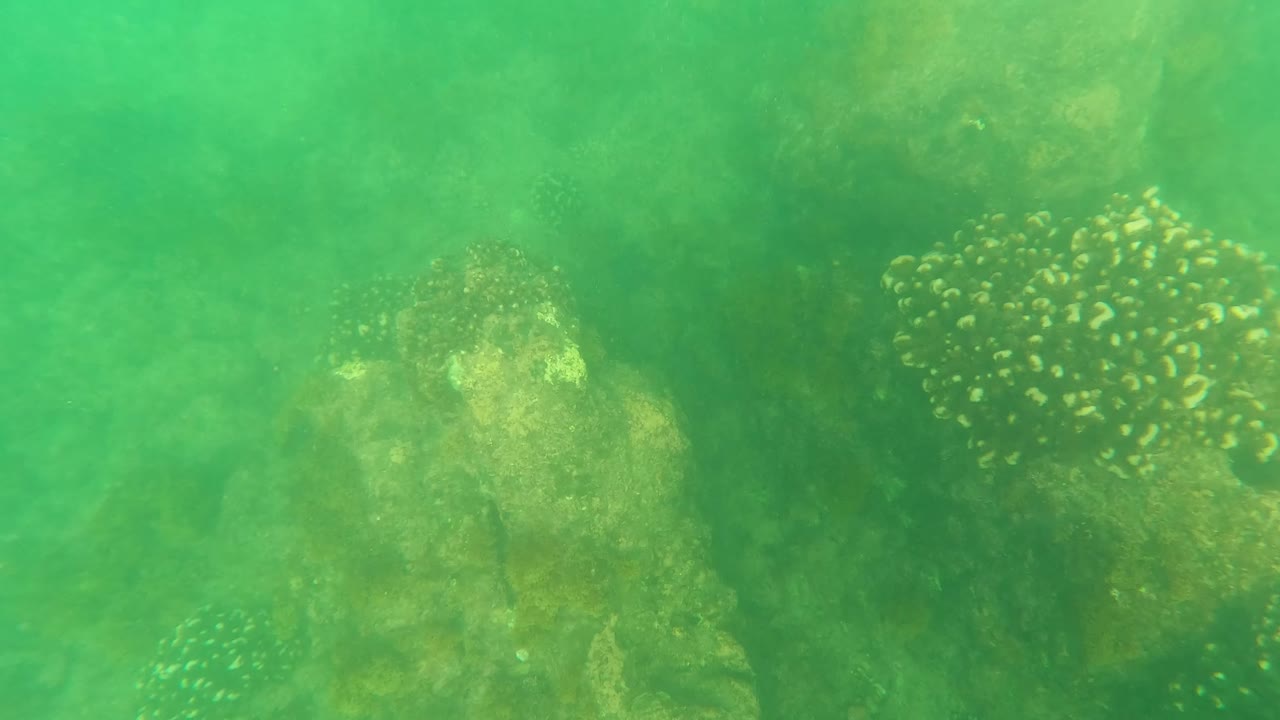 Coral and rock shapes fill the Los Barriles seabed view while small fish remain close to the reef in green, low-contrast water, with no visible people.
