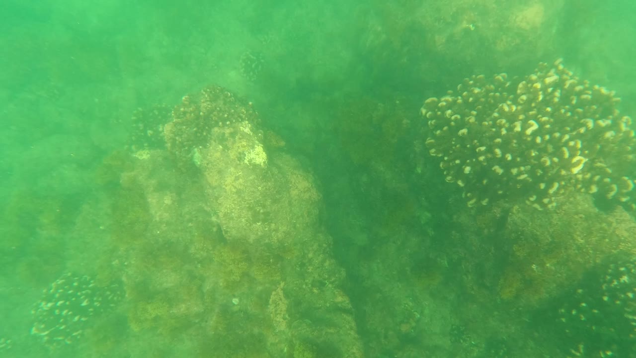 A rounded coral head sits beside a visible cluster of small fish in the Los Barriles underwater scene, with the seabed and green water haze behind it and no visible people.