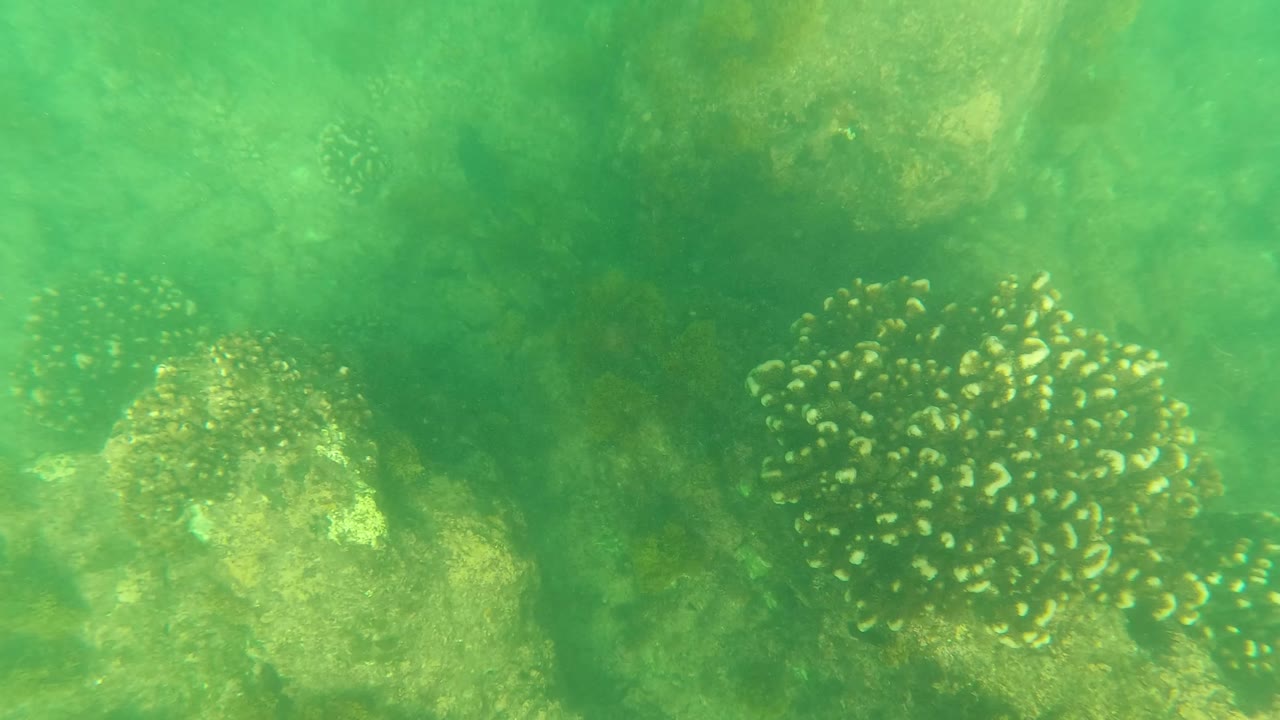 Murky green underwater frame in Los Barriles, Baja California Sur, showing coral clusters over rocky seabed with no visible people.
