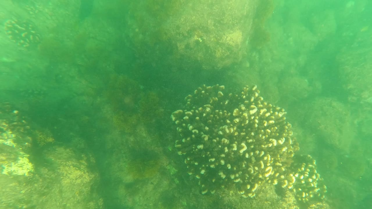 Green underwater view in Los Barriles with coral heads and rocks visible through suspended murk, with no visible people.