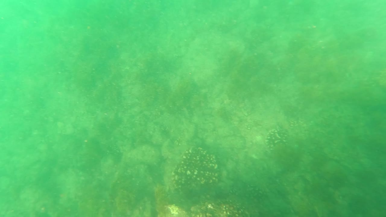 Los Barriles underwater frame with a prominent coral cluster near the center and softened rocky seabed behind it, with no visible people.