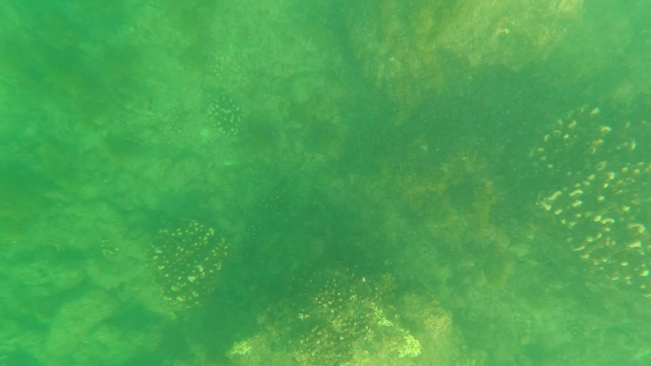 Green underwater view of rocks, algae, and small fish