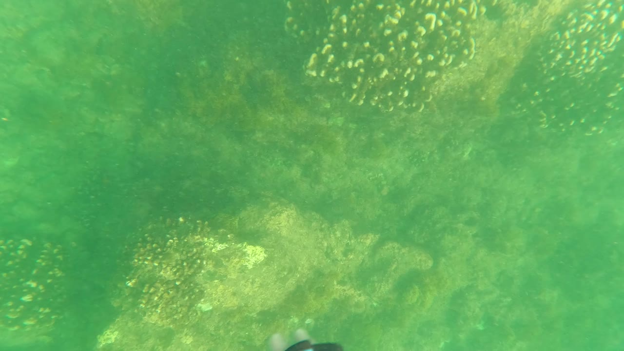 Underwater frame from Los Barriles, Baja California Sur with a loose group of small fish over green-tinted rocks and algae, with no visible people.