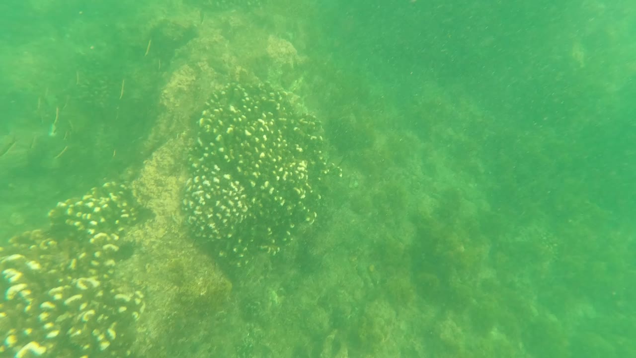 Green underwater view in Los Barriles, Baja California Sur showing rough rocks, algae patches, and small fish near the top of the frame, with no visible people.