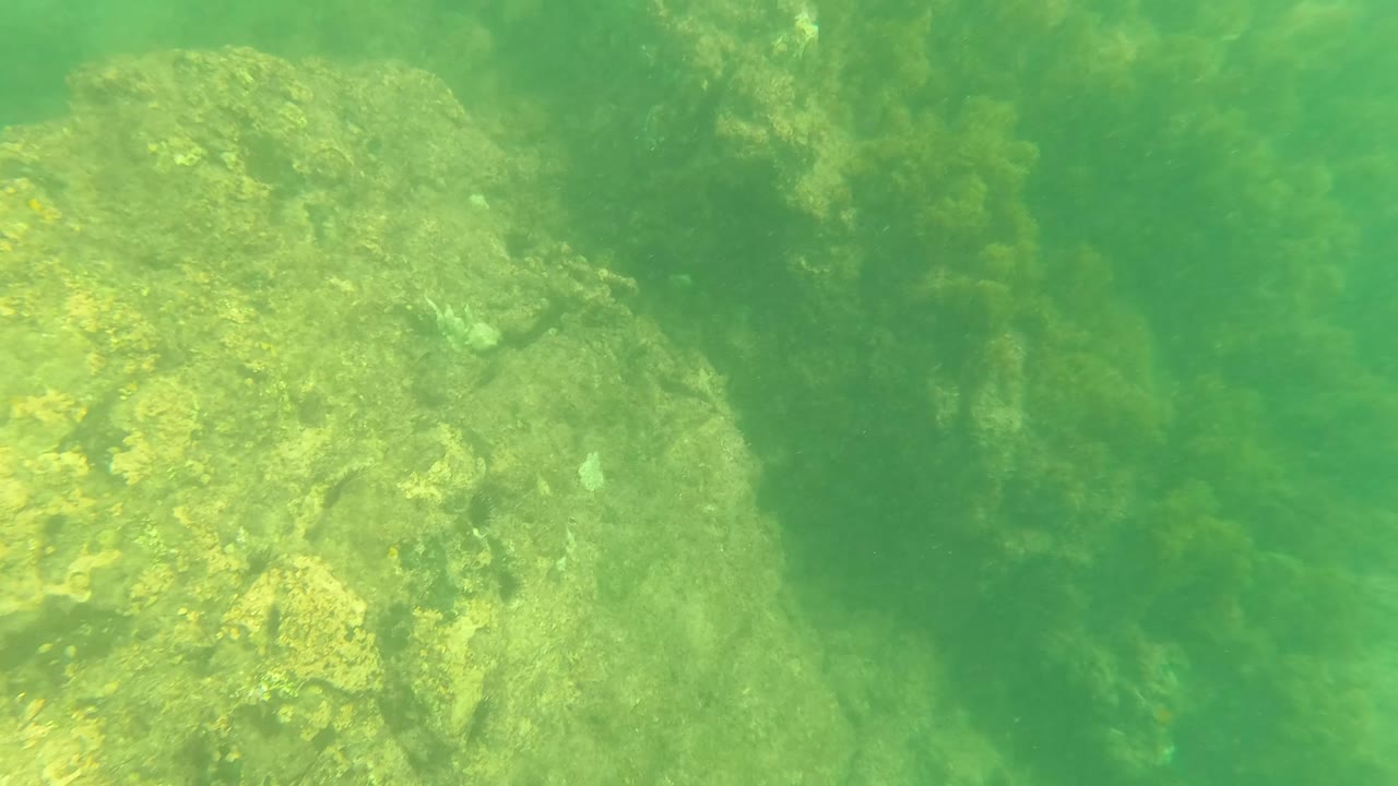 Opening frame of the Los Barriles underwater clip showing large algae-covered rocks on the left and green-tinted water across the seabed, with no visible people.