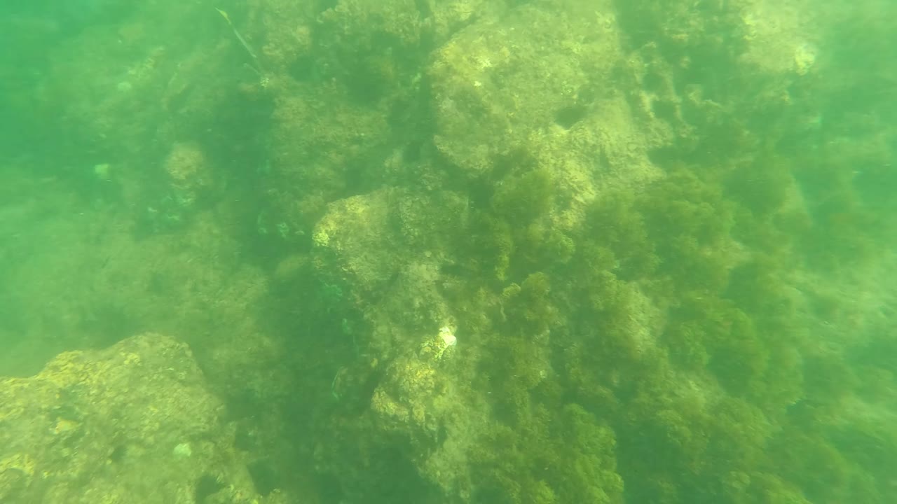 Underwater view in Los Barriles with algae-covered rock clusters in the upper frame and softer green water over the seabed below, with no visible people.