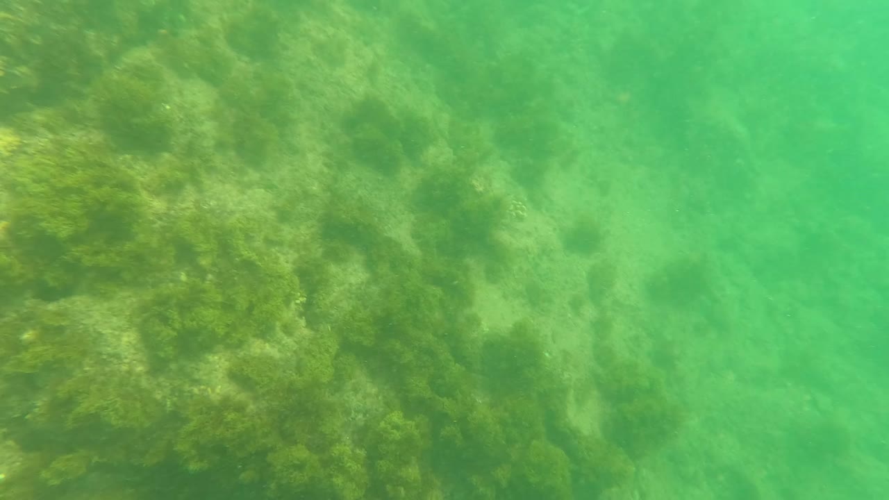Los Barriles seabed frame with darker algae on rock faces, pale sandy gaps between formations, and green water haze, with no visible people.