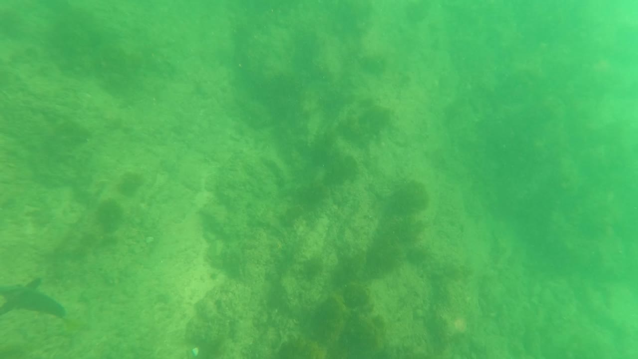 At 0:00, green water covers a shallow Los Barriles seabed with algae on rocks, pale sand patches, and no visible people.