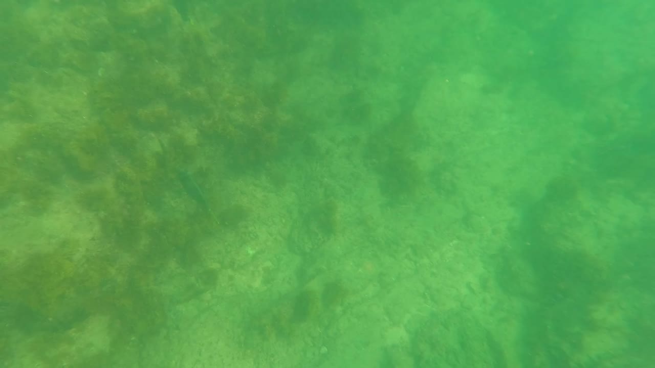 Submerged rocks and algae seen through green water.