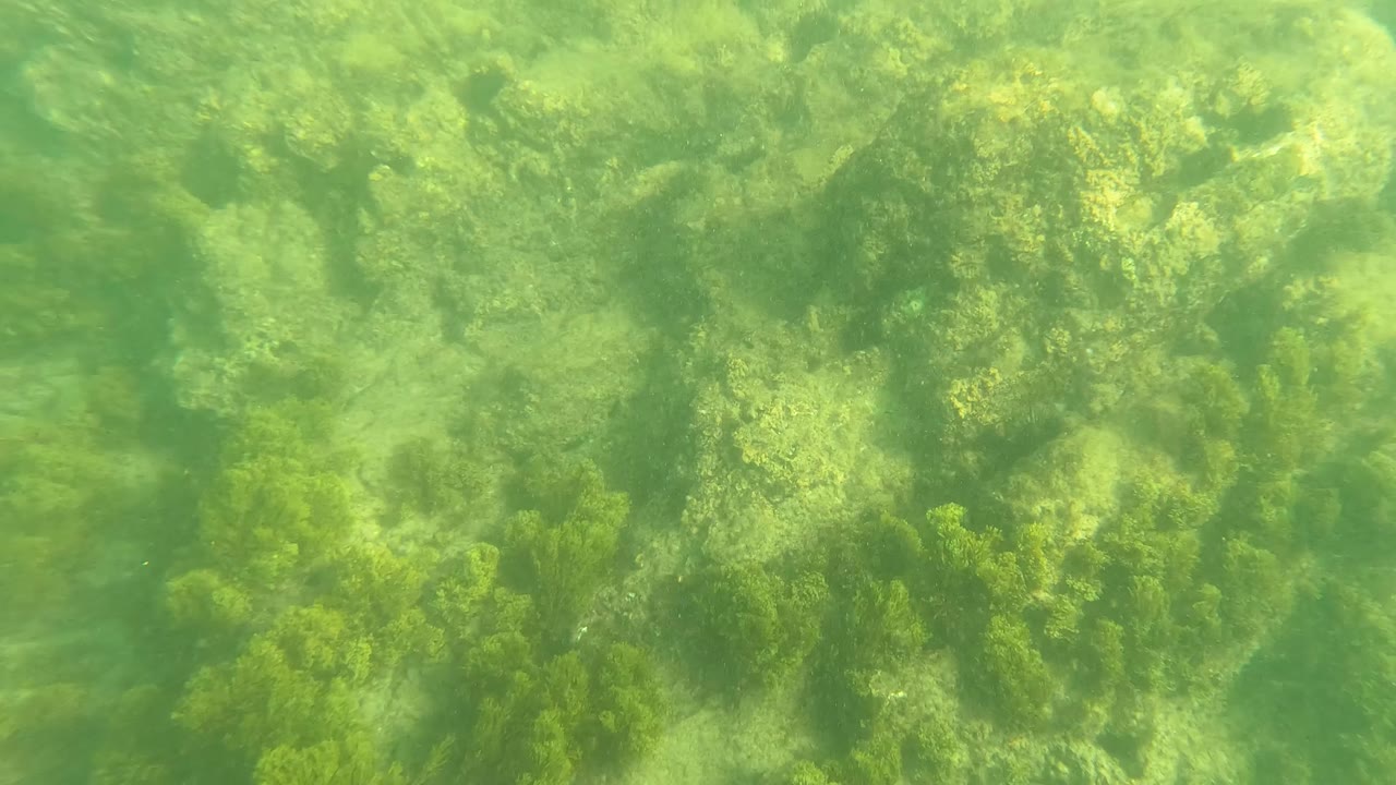 Green underwater view of algae-covered rocks on a seabed.