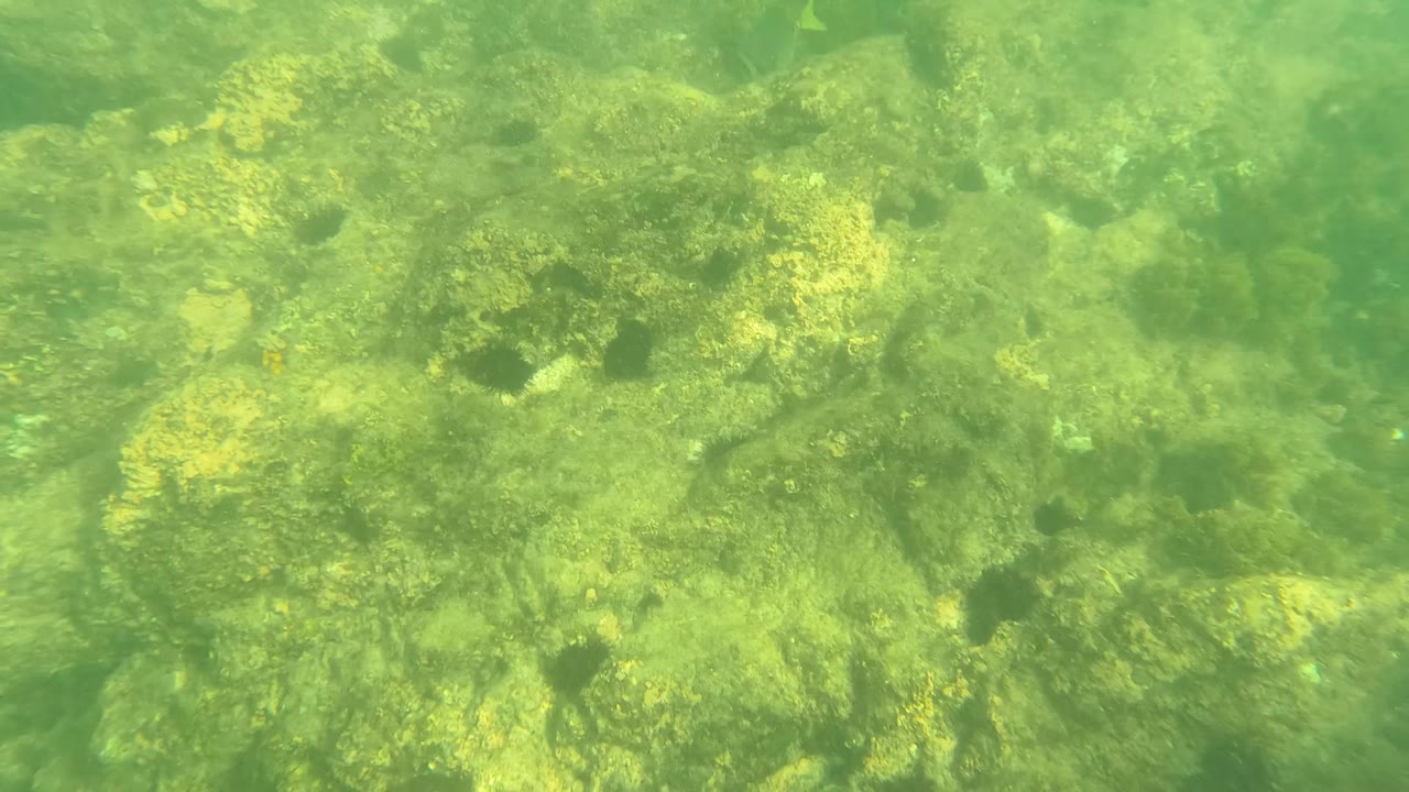Underwater frame in Los Barriles, Baja California Sur with algae-coated rocks filling the view and soft green light across the seabed, with no visible people.