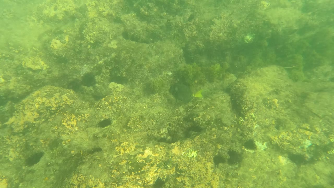 Mid-clip underwater view in Los Barriles, Baja California Sur showing a dense field of rocks, darker algae patches, and suspended green water with no visible people.