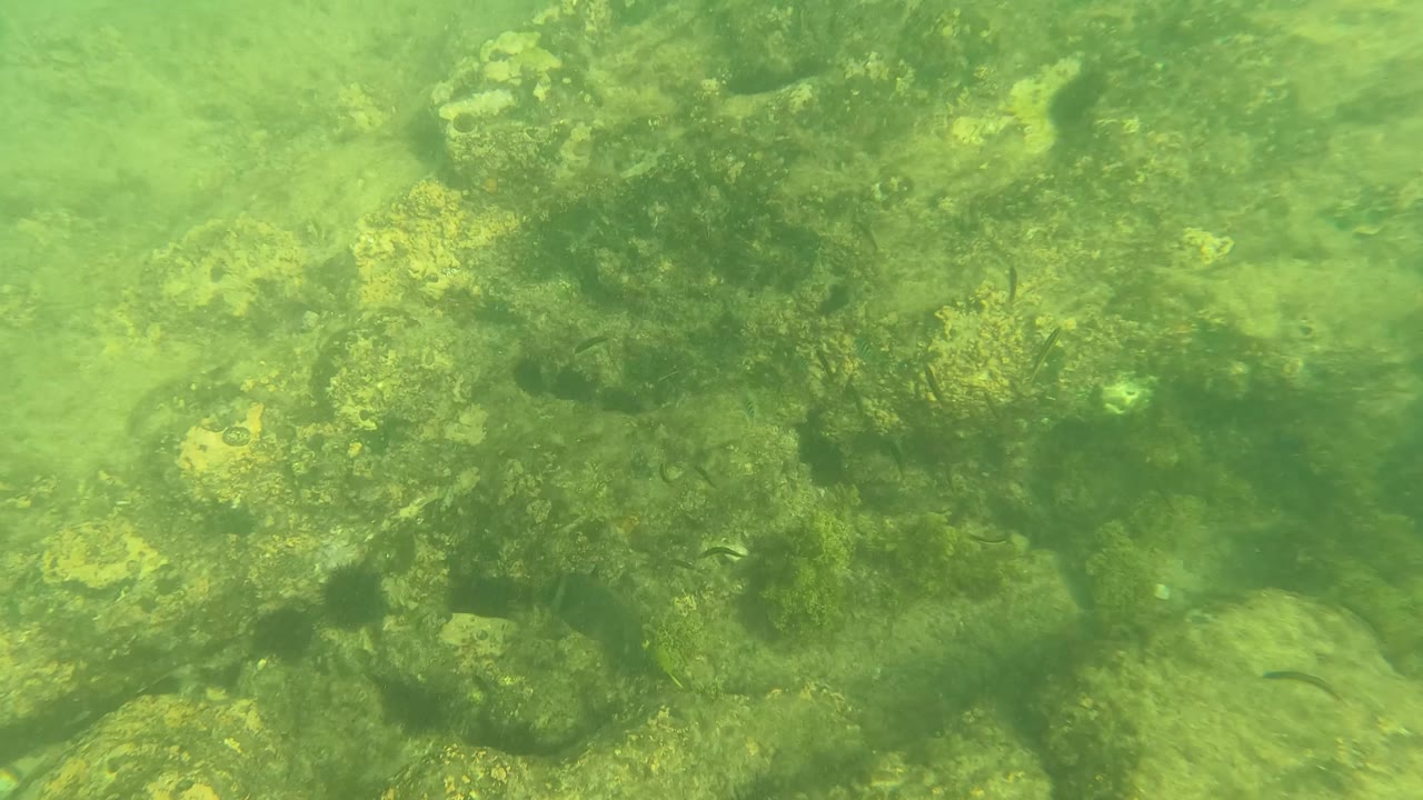 Later underwater frame in Los Barriles, Baja California Sur with rocks, algae, and a faint small fish shape near the lower seabed area, with no visible people.