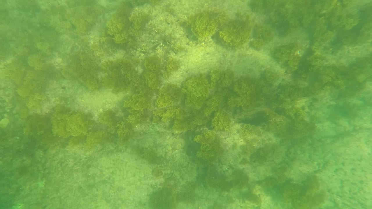 Underwater frame in Los Barriles, Baja California Sur with algae-covered rocks at the top of the view, sandy seabed below, and no visible people.
