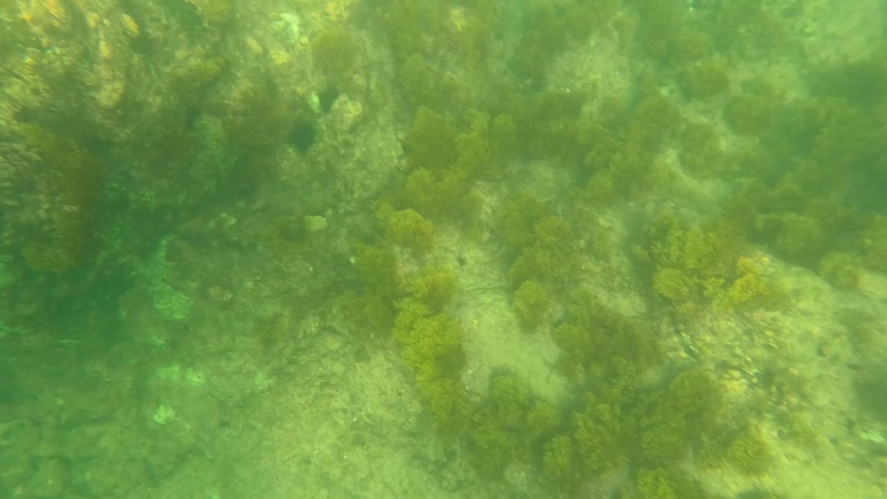 Los Barriles underwater seabed frame with mottled rocks, algae, and sandy patches seen through green-blue water, with no visible people.