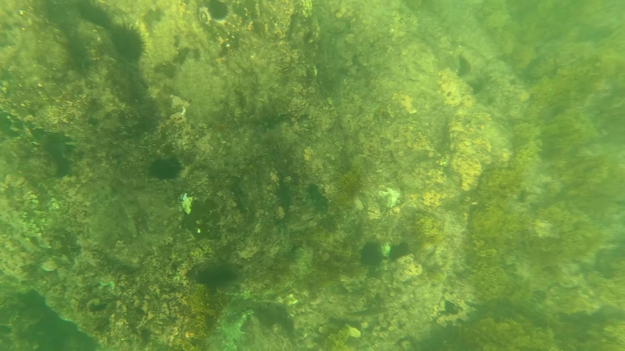 Close underwater view of seaweed and rocks on seabed