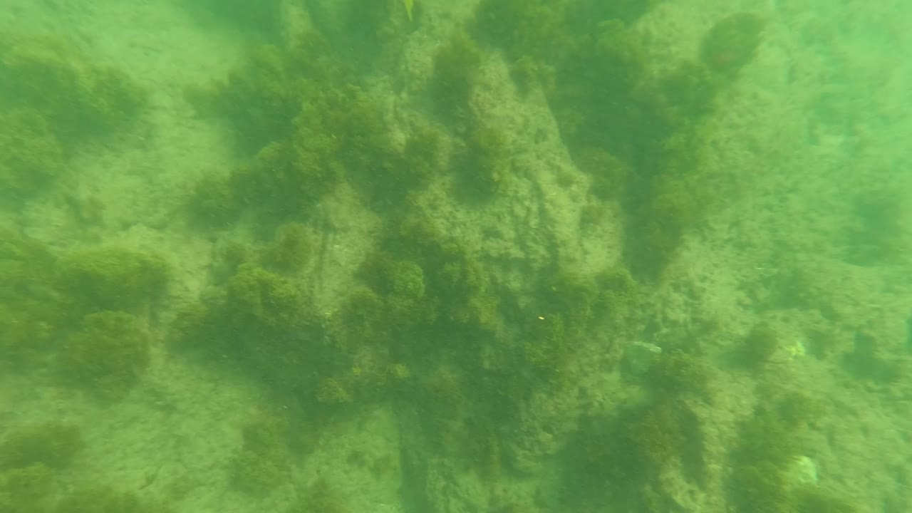 Green underwater view of algae-covered rocks and seabed