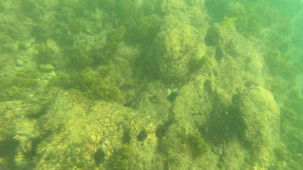 Underwater view in Los Barriles, Baja California Sur showing algae-covered rocks across the seabed with green water and no visible people.