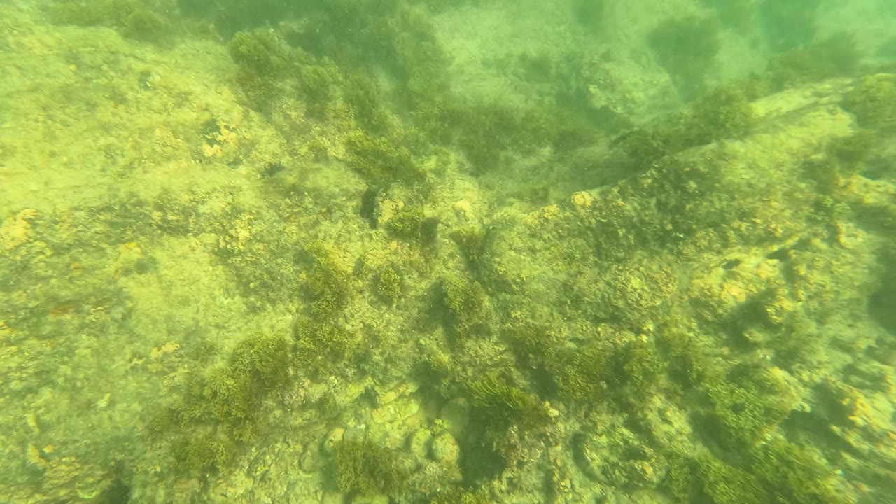 A green-tinted underwater seabed in Los Barriles shows algae on rocks with faint small fish near the midground and no visible people.